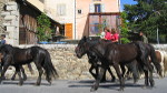 Horse breeding at Dorres